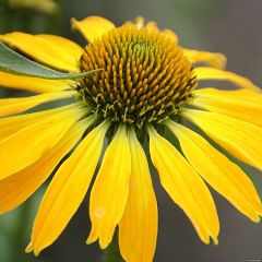 Jeżówka 'Golden Skipper'